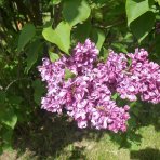 Orgován obyčajný (Syringa vulgaris) ´MRS EDWARD HARDING´ - výška 40-60 cm, kont. C3L